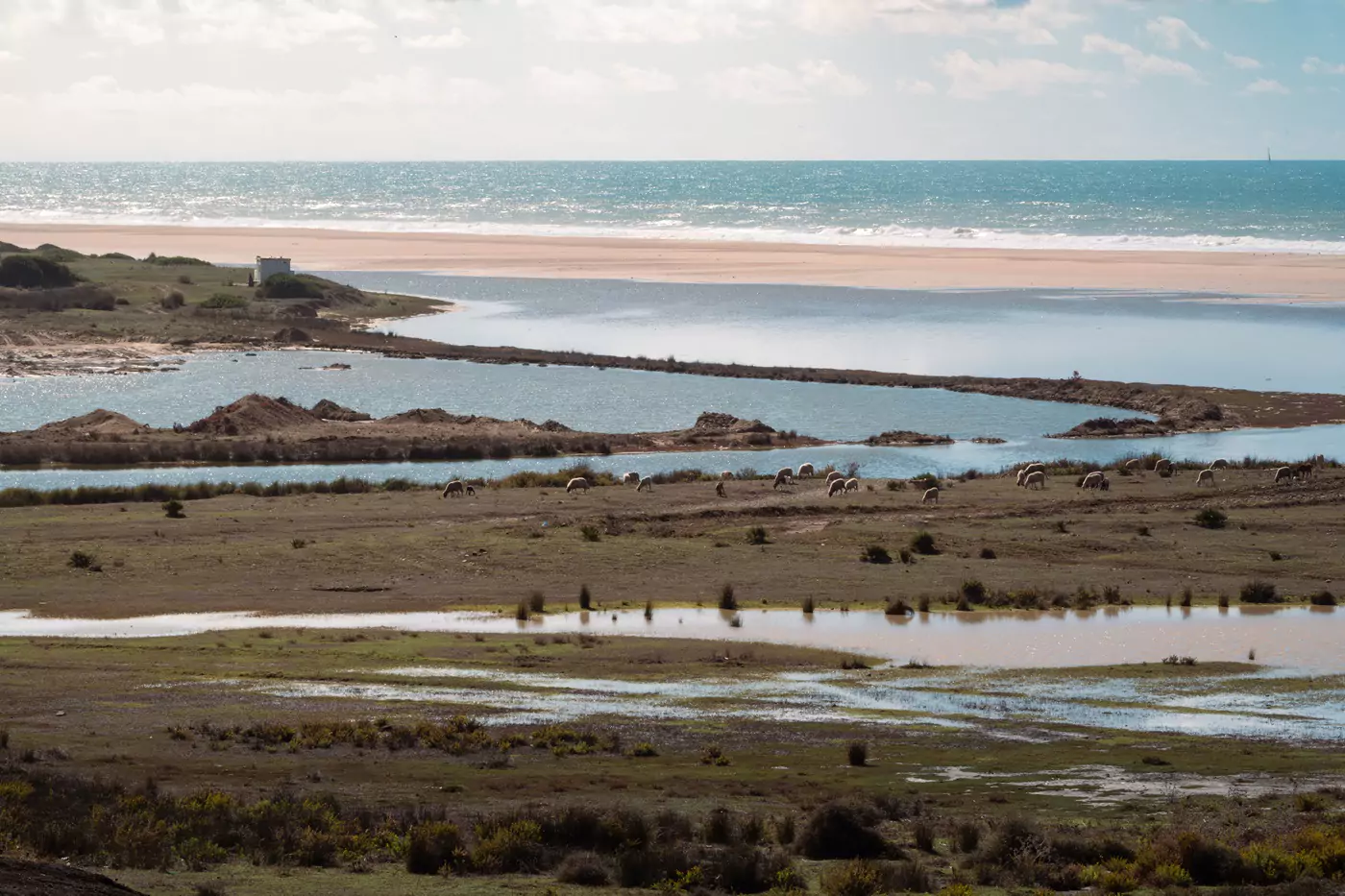 Animals grazing in a field by the coastline of Tangier in Morocco.