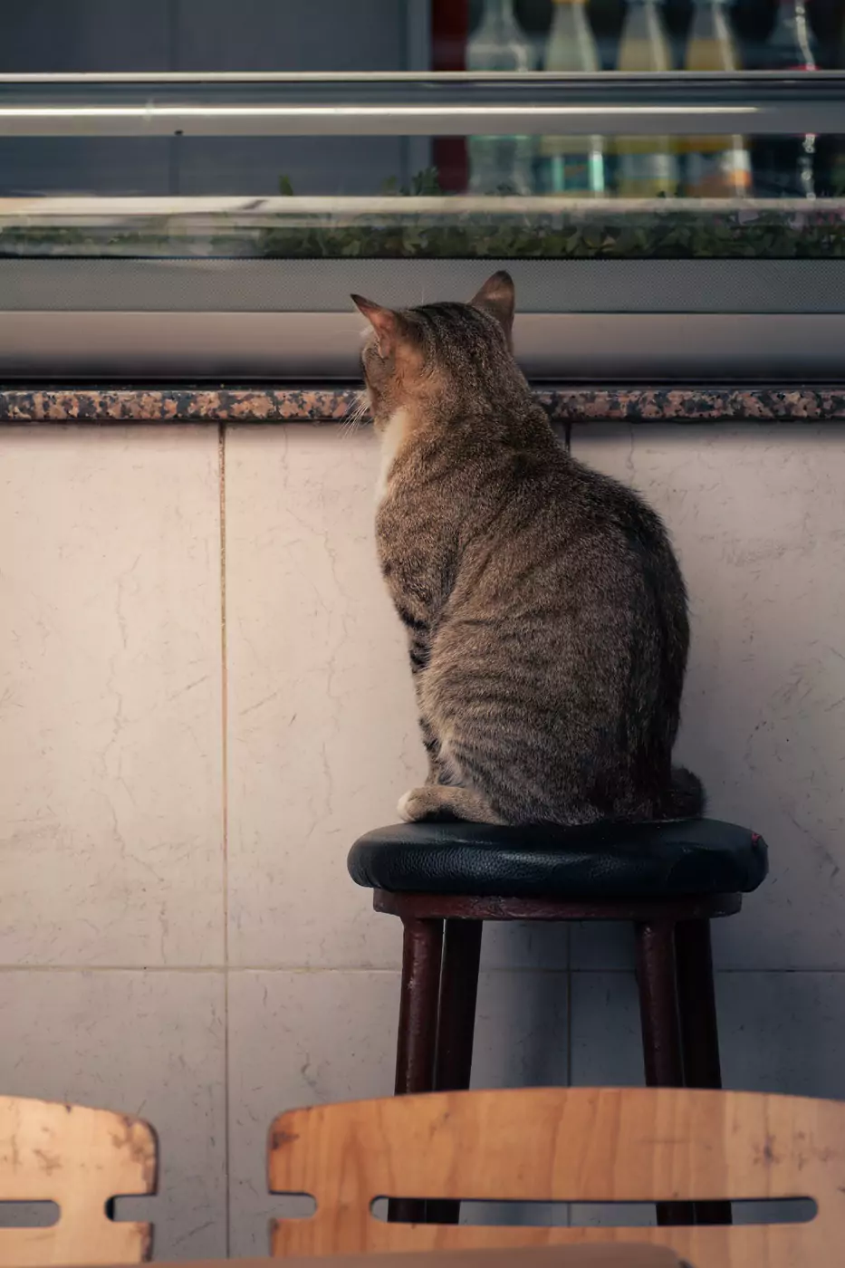A cat sat on a stool at a cafe in Tangier's Medina.