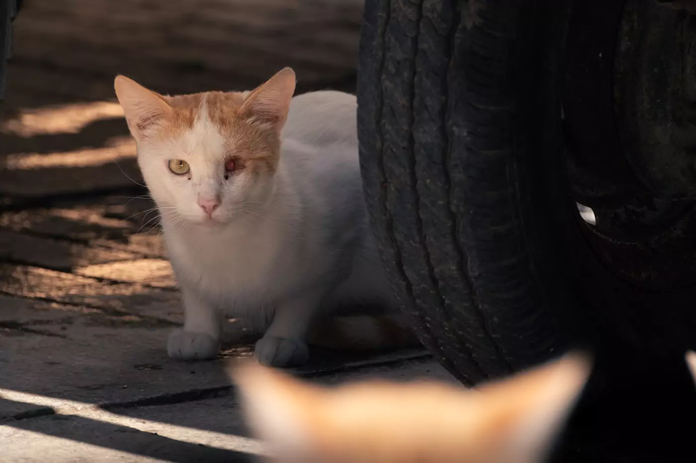 A cat missing an eye, staring at another cat from underneath a car, near the medina of Tangier in Morocco