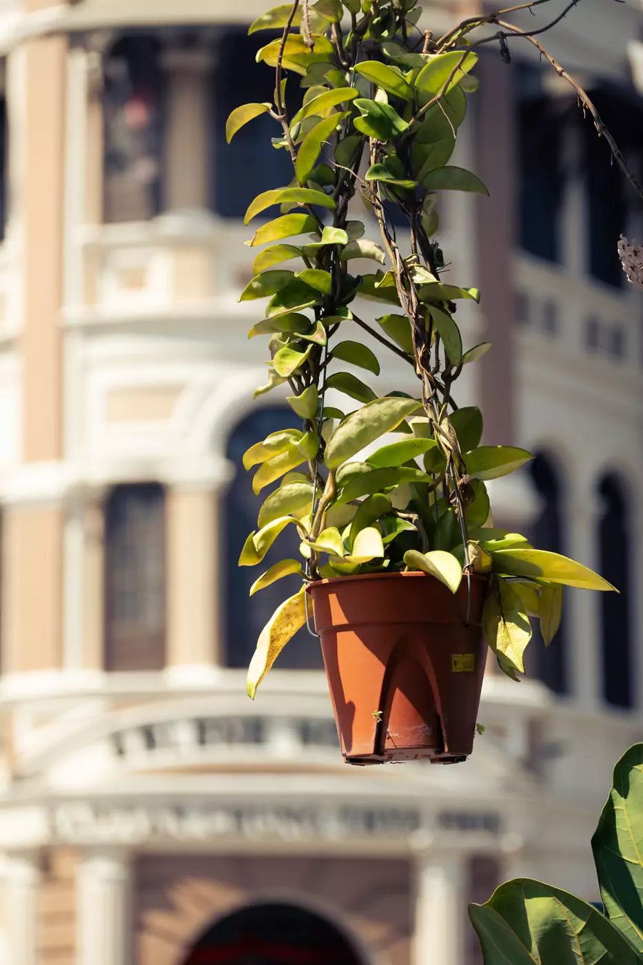A flower pot hanging from outside a building in the old town of Ipoh, with traditional colonial styled architecture in the background.