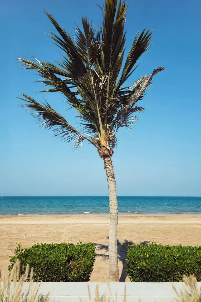 A palm tree growing along the beachside promenade at Azaiba Beach in Muscat, Oman.