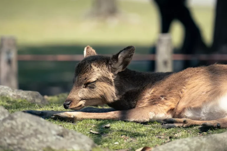 Why the Bowing Deer at Nara Park Made Me Uneasy
