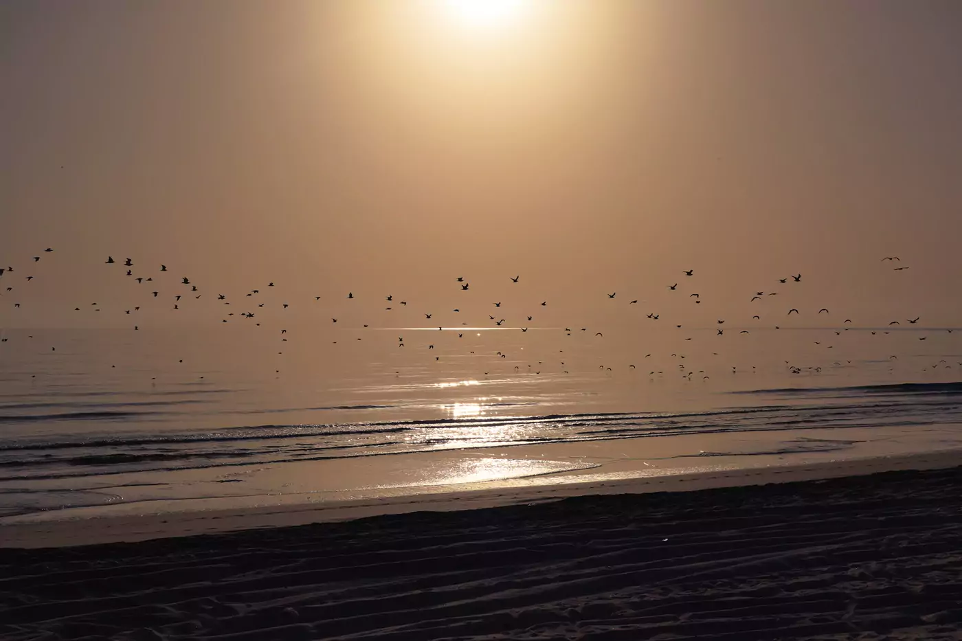 A flock of birds over the waters by Qantab Beach in Muscat at sunset.