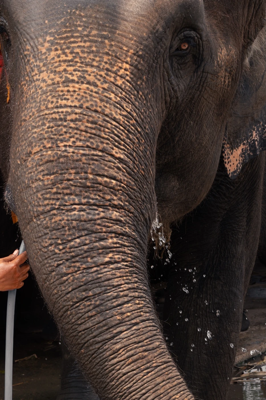 A keeper using a hose to provide water for an elephant to drink at a krall in Ayutthaya.