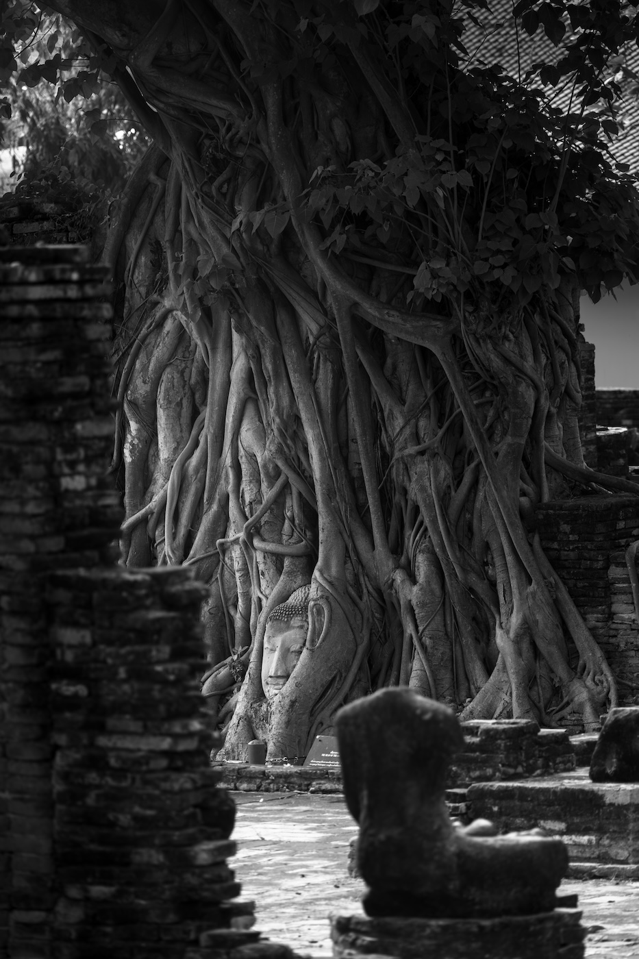 A black and white photo of a buddha head from a statue ensconced in the tree roots of a bodhi tree at Wat Mahathat in Ayutthaya.