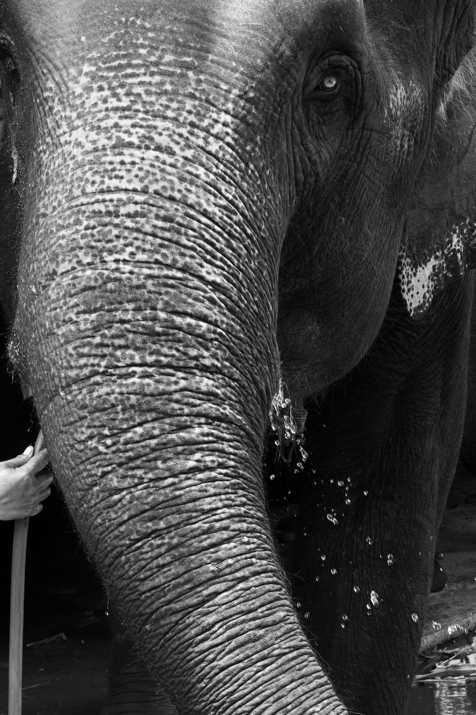 A black and white photo of an elephant drinking water from a hosepipe in Ayutthaya.