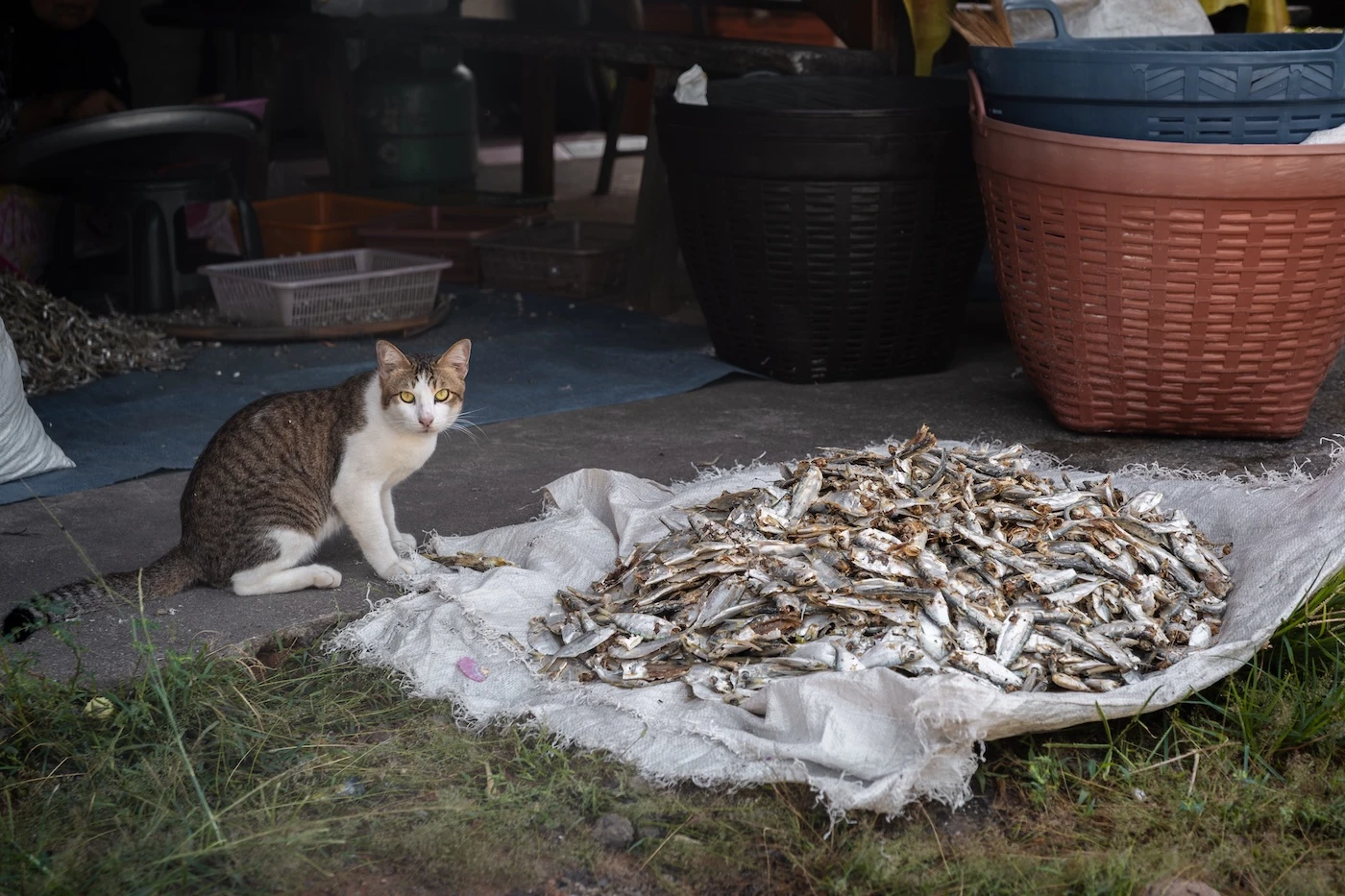 A cat sat next to a pile of drying fish.