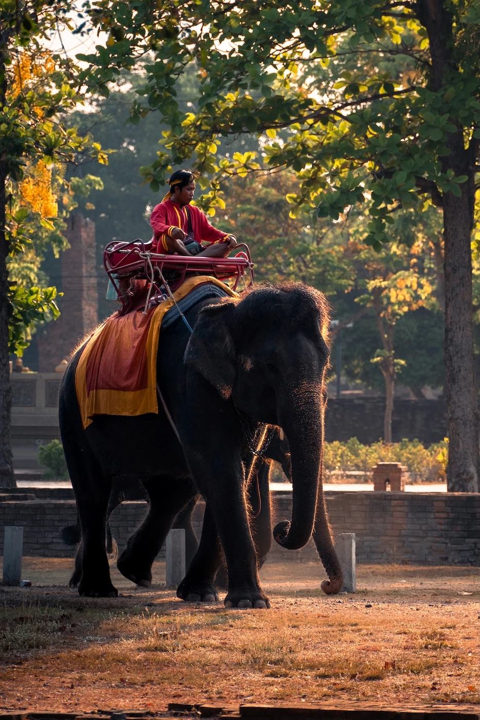 A mahout sat cross legged, riding an elephant through Ayutthaya's Historical Park.