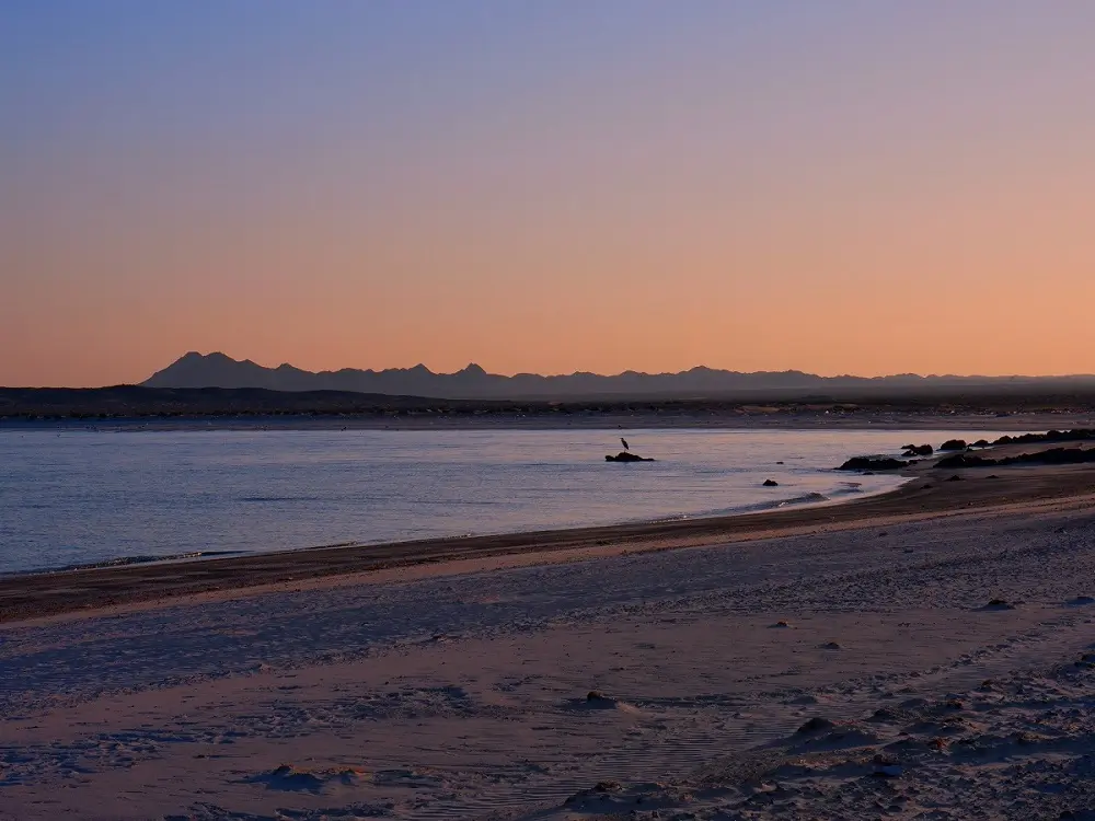 A single bird in the shallows of Ghab Beach at sunset on Masirah Island in Oman.