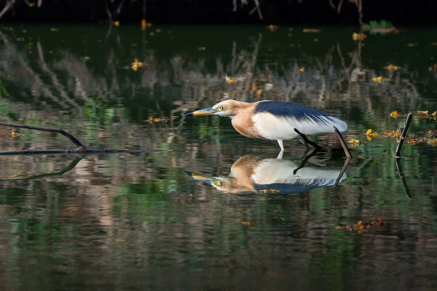 A Javan pond Heron stalking in the waters of a lake at Ayutthaya Historical Park.