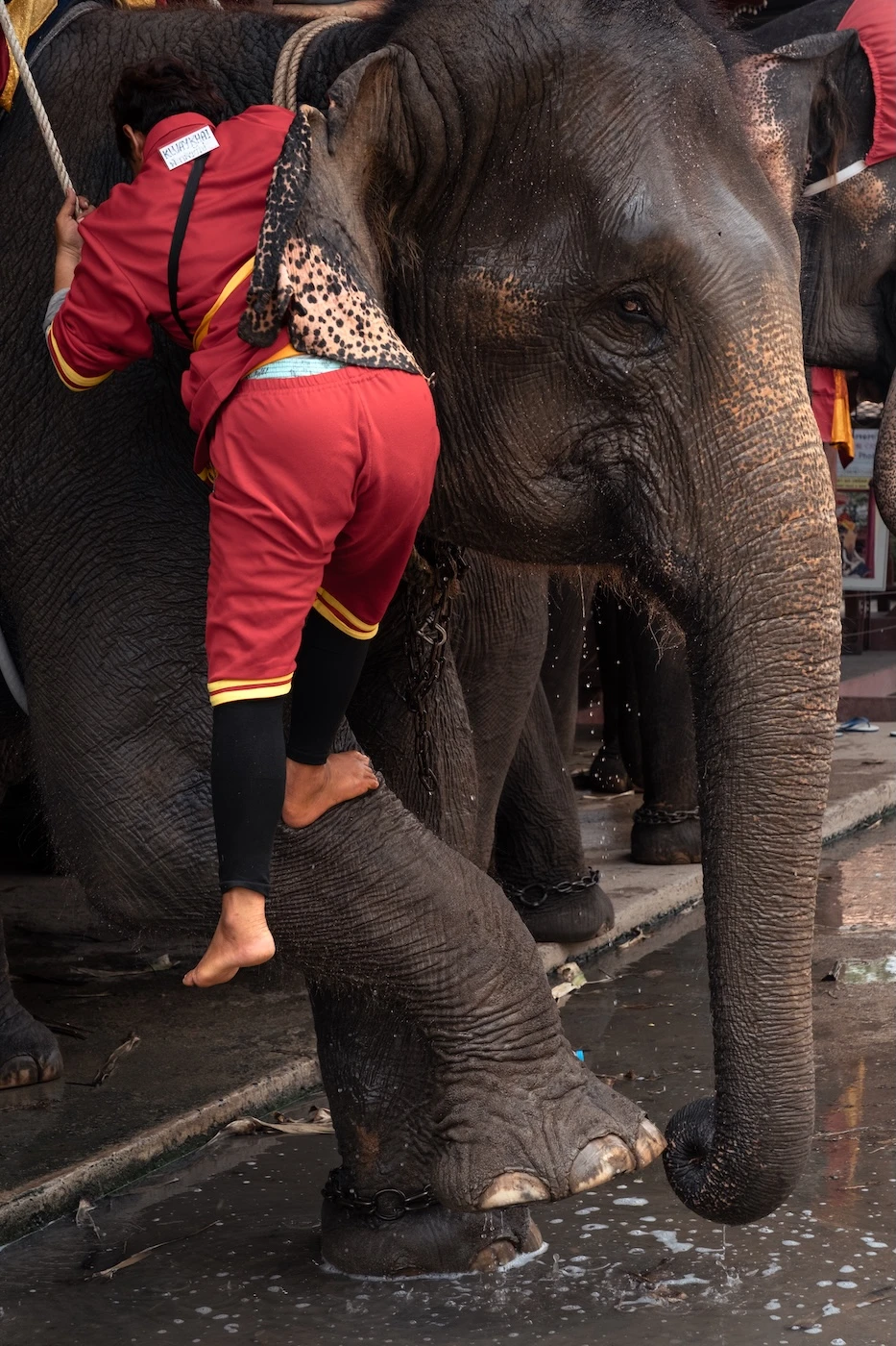 A mahout wearing a red uniform climbing up the leg of an elephant at a krall in Ayutthaya.