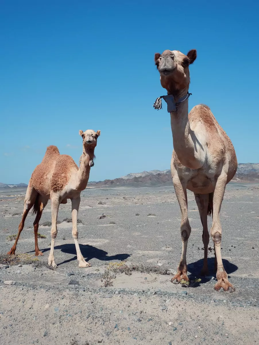 Two roadside camels near Wahiba Sands in Oman.