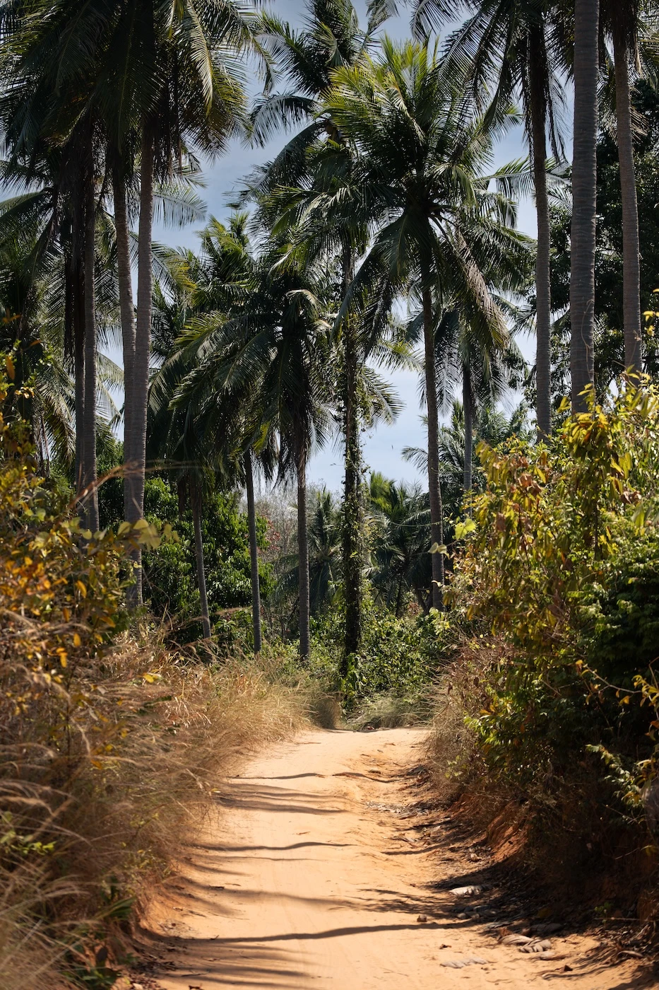 A sandy path through the palm trees leading to Ao Muong Beach on the Thai island of Koh Yao Yai.