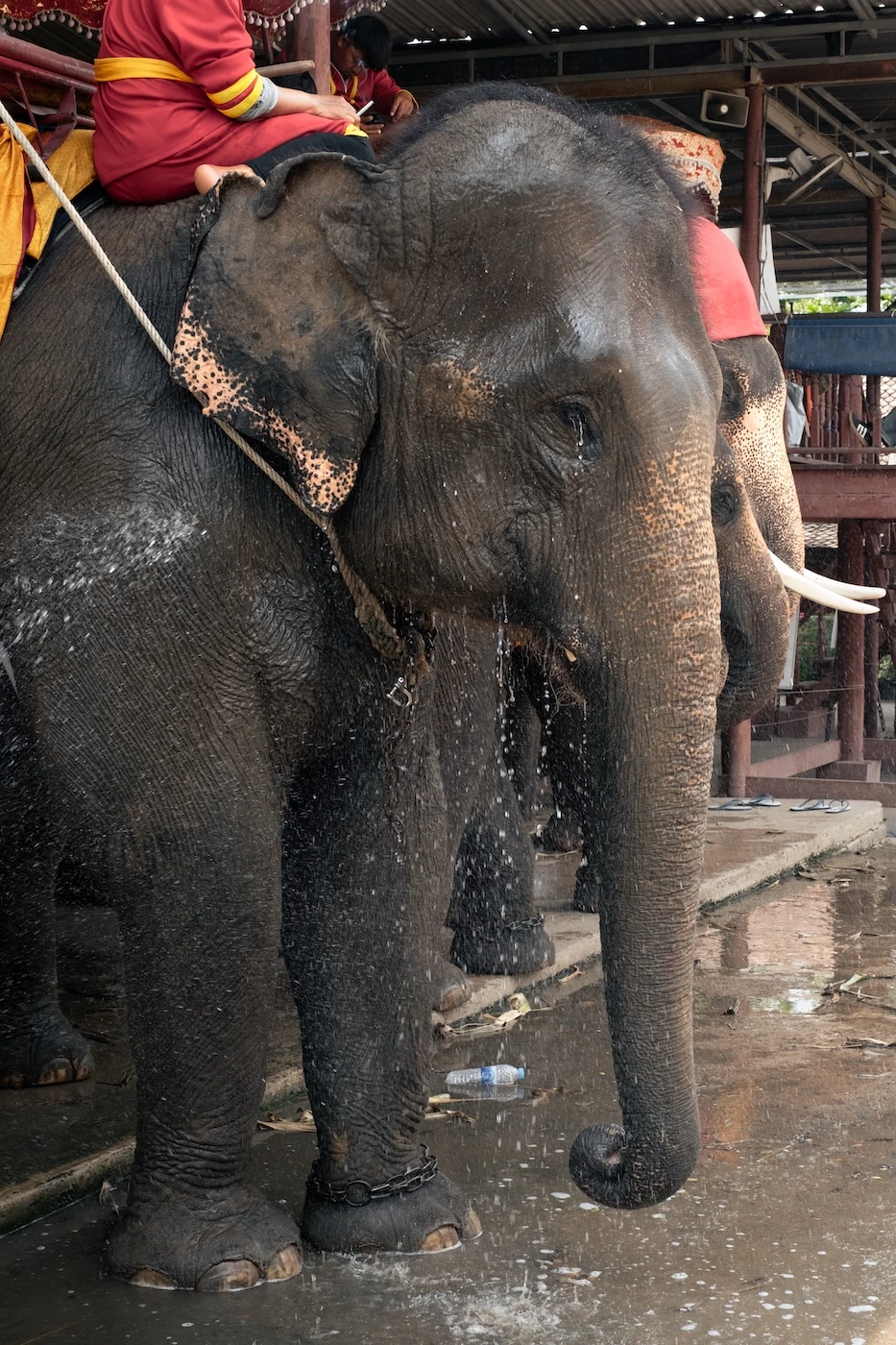 A captive elephant in Ayutthaya being watered in the heat to cool it down, which looks like it is crying.