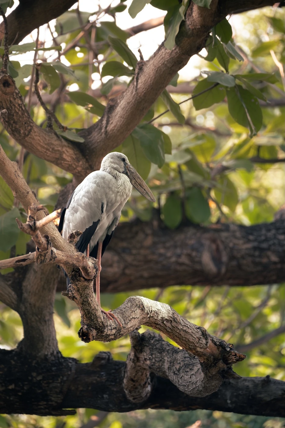 A white heron resting within the branches of a tree in the morning within Bueng Phra Ram Park in Ayutthaya.