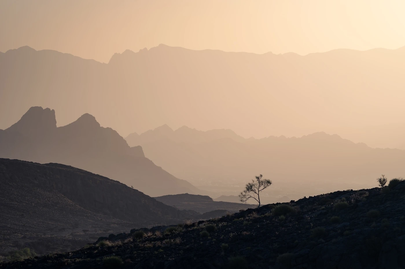 A lone tree along a ridge in the Hajar Mountains near Muscat, Oman.