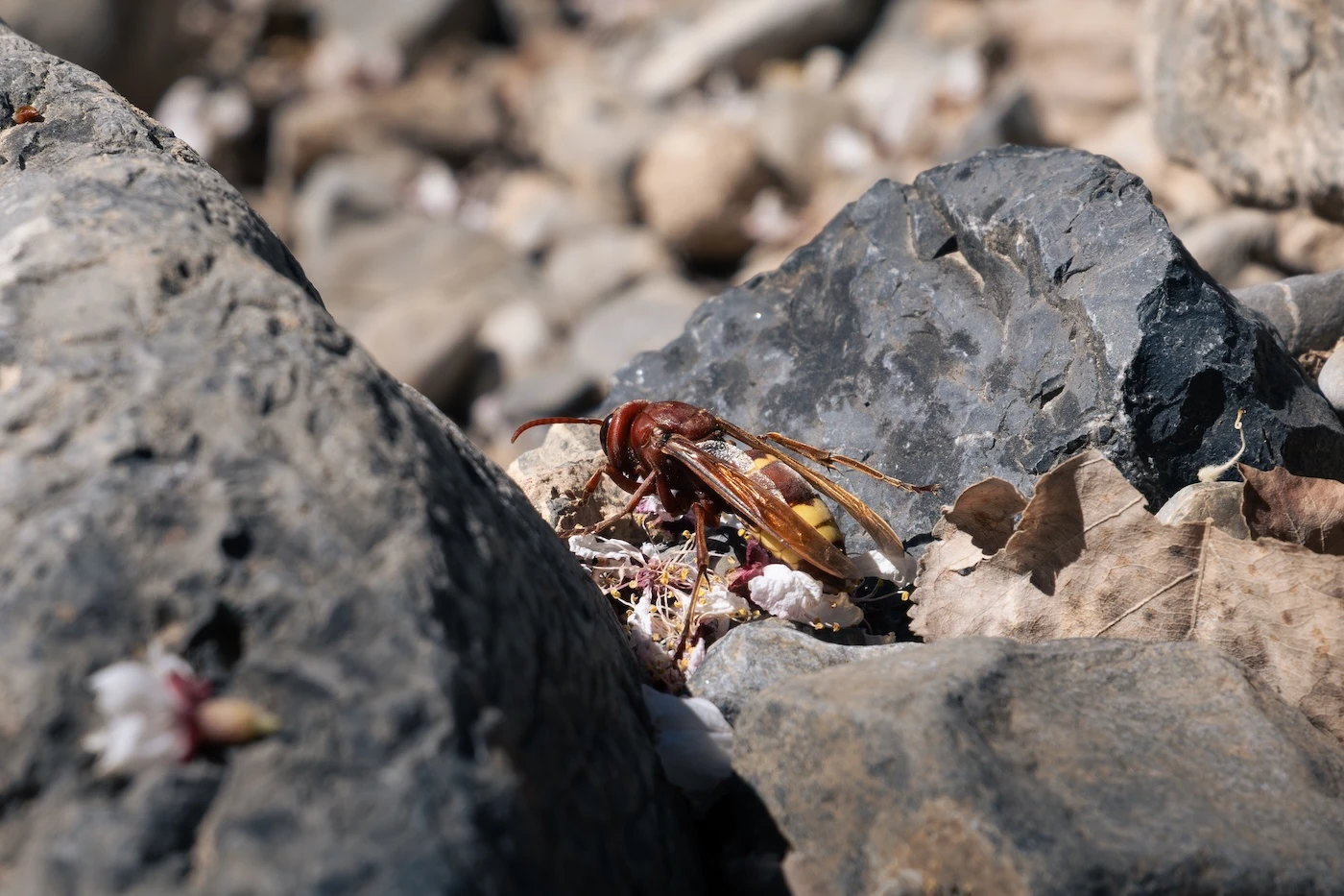 A wasp on the rocky floor around Wadi Habib on Jebel Akhdar.