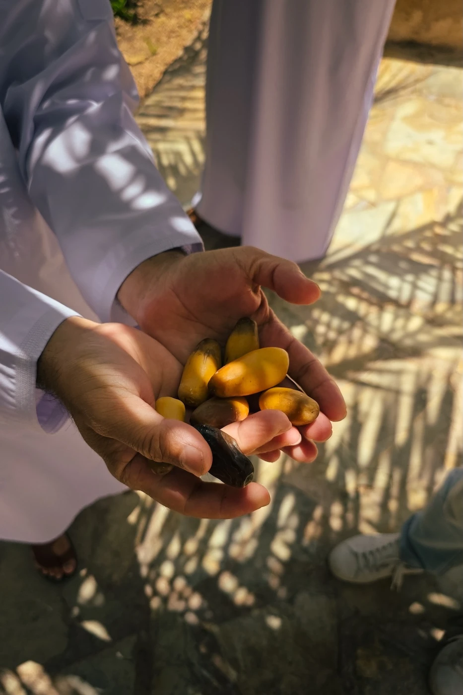 An Omani offering fresh yellow dates for ripening later, picked from a date palm.