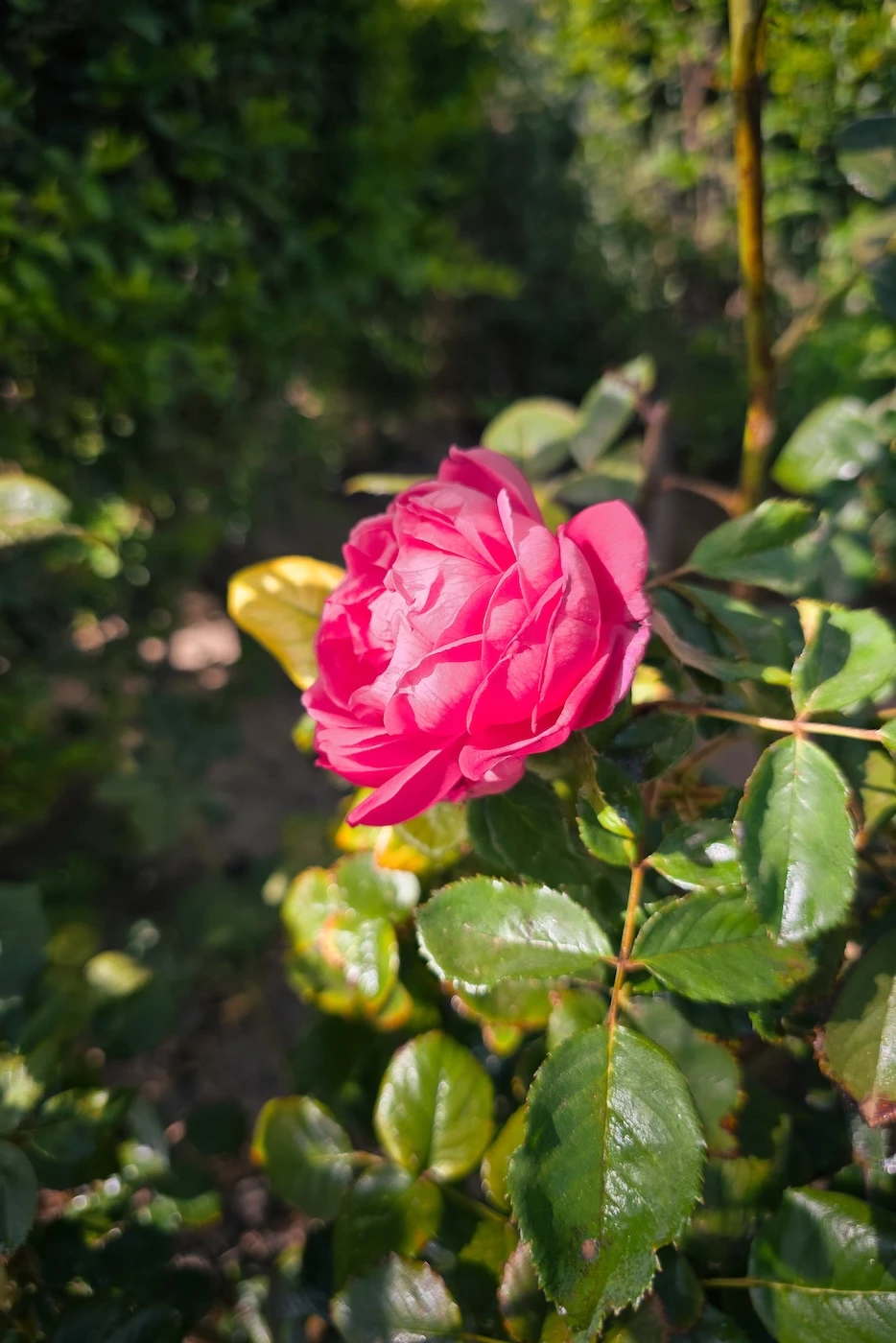 A bright pink damask rose growing on Jebel Akhdar, Oman.