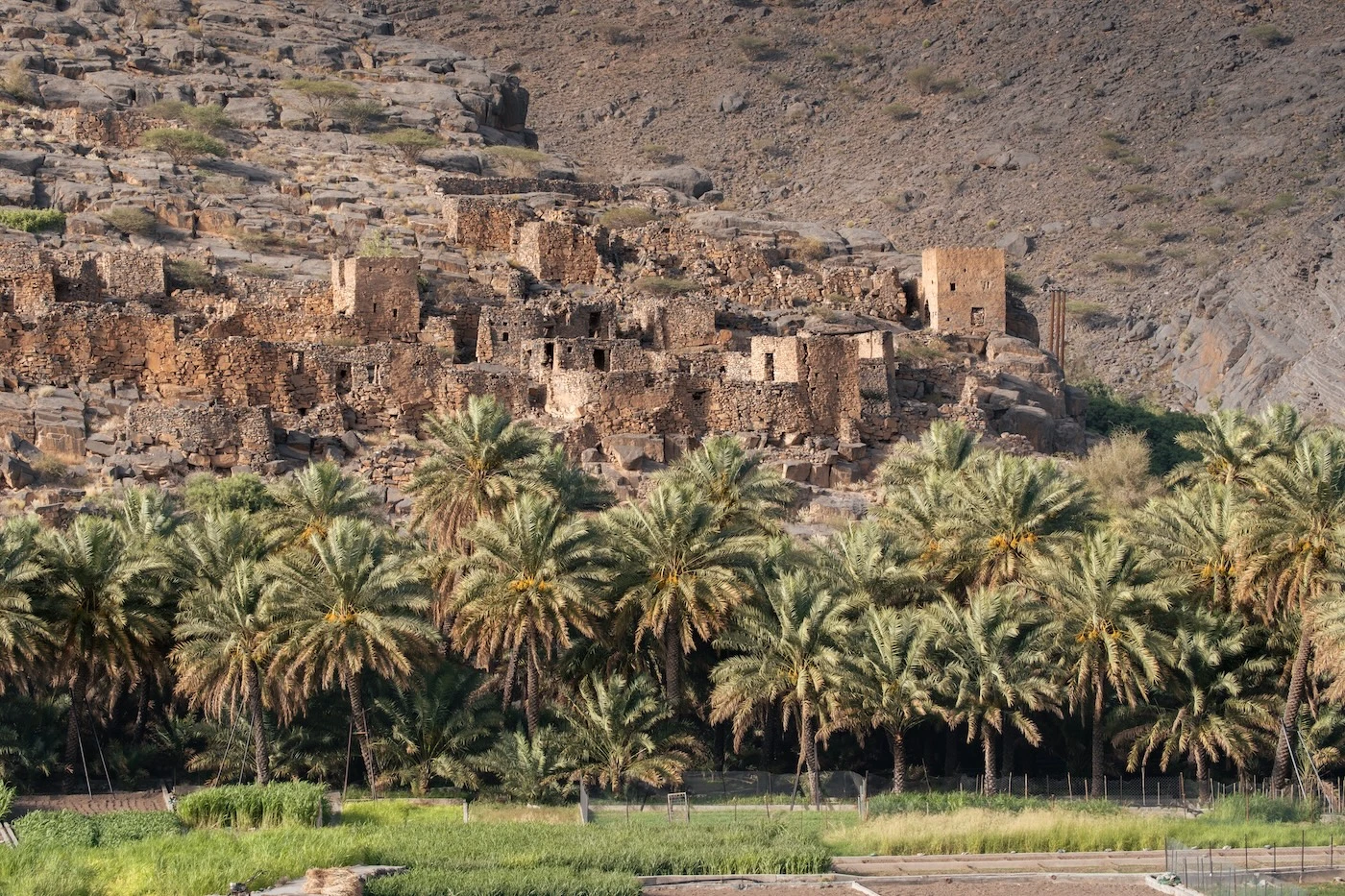 The abandoned mud-brick village at Wadi Al Nakhr, nestled among date palms and green fields below.