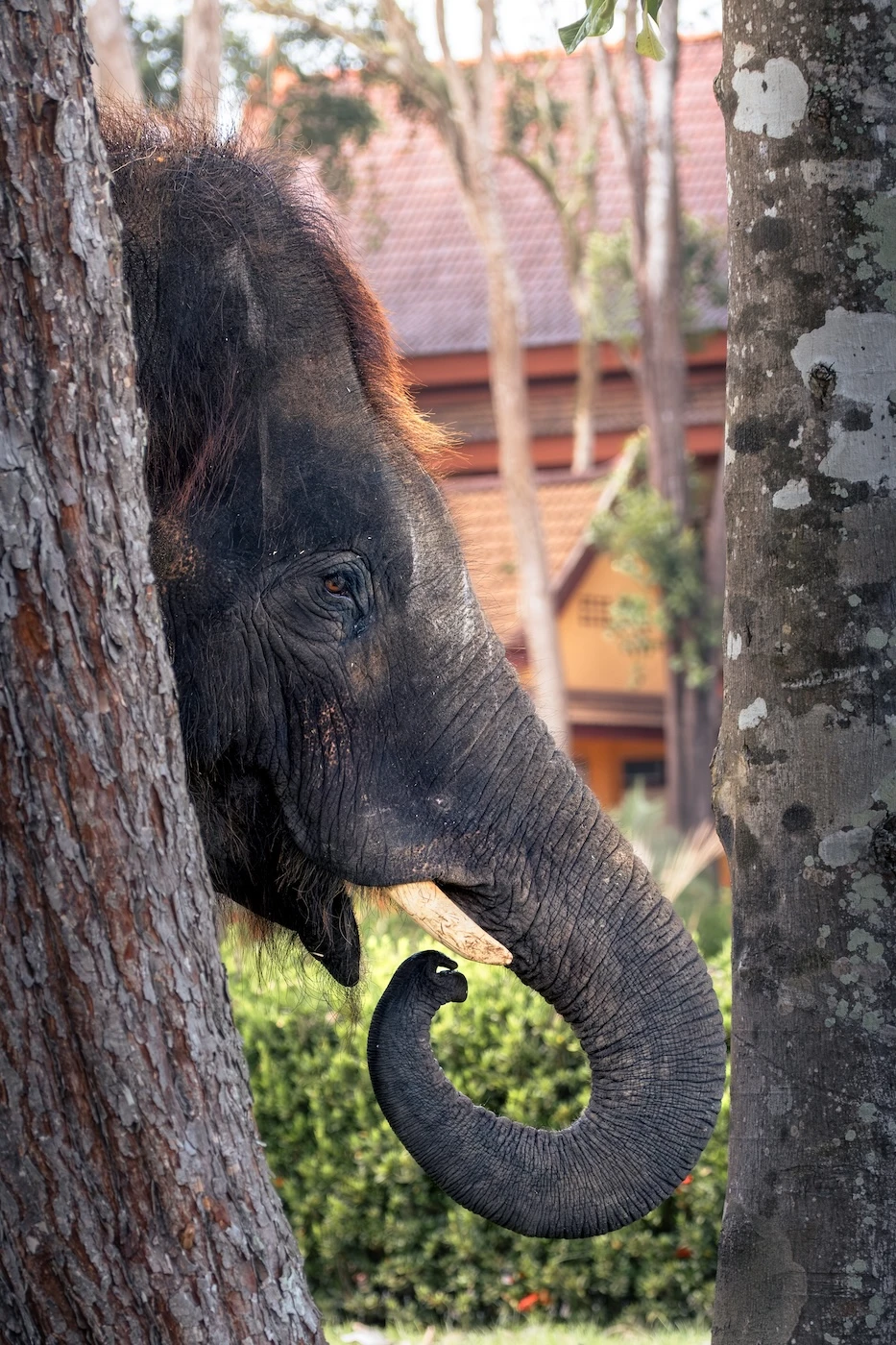 A captive elephant in the gardens of Wat Bang Thong in Krabi, Thailand.