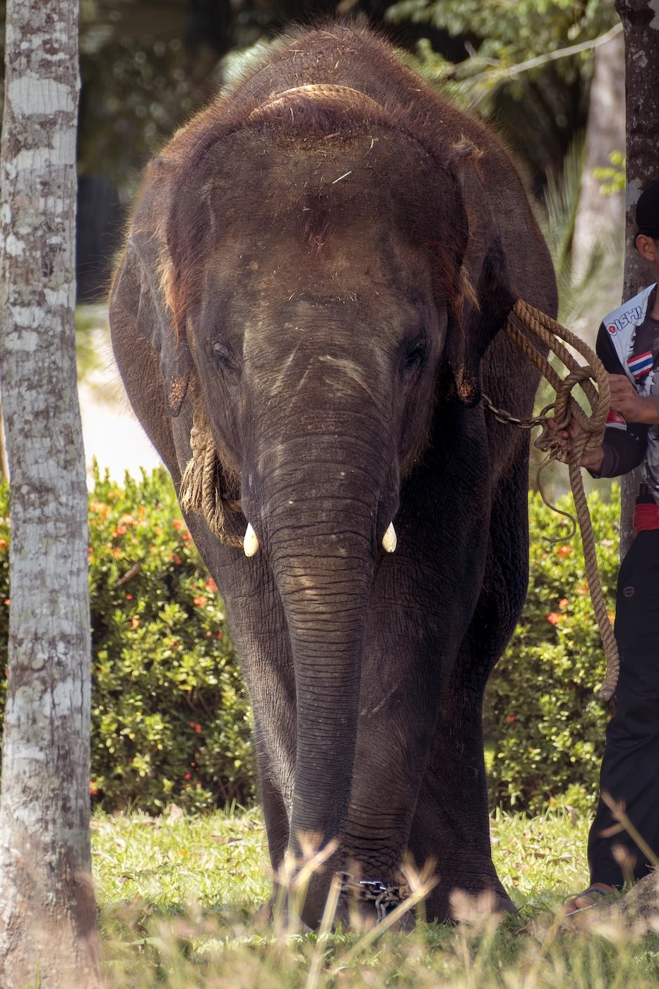 An elephant with chains around its foot and a wooden leash around its neck in the grounds of Wat Bang Thong.
