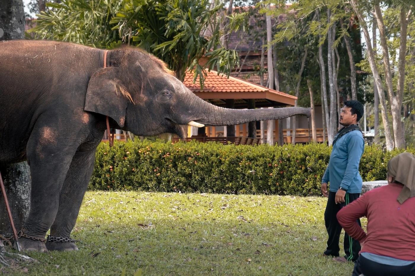 A captive elephant extending its trunk out towards its mahout (keeper) in the gardens of Wat Bang Thong.